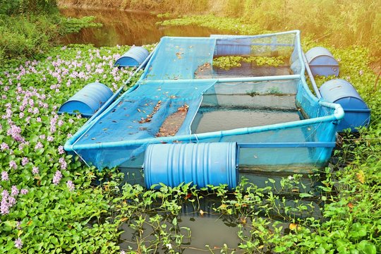 Fish cage with water hyacinth field