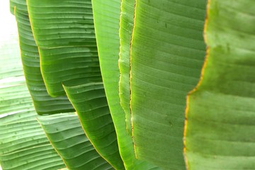 Banana trees in tropical