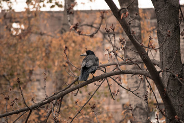 The big black crow sits on a branch