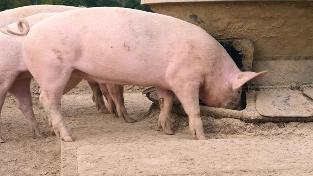 a pig farm with many happy pigs