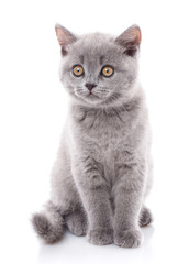 Obraz premium Scottish straight kitten. Gray kitten is isolated on a white bac
