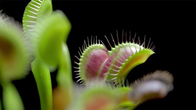 Wide panoramic view of a Venus Flytrap with its leaves wide open waiting to catch prey. Fly killer. Dionaea Muscipula plant. Green and red spiky leaves of a Venus fly trap. 