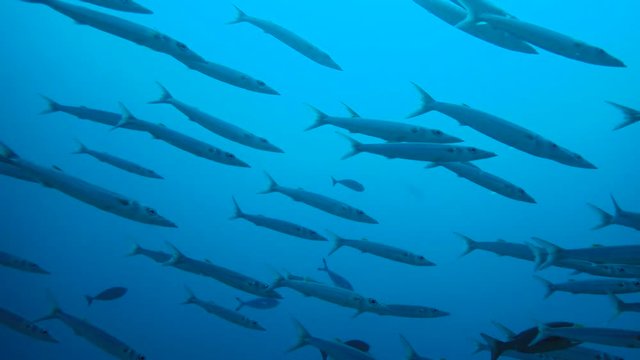 Large school of Barracudas swim in the blue water. Bigeye Barracuda - Sphyraena forsteri, Indian Ocean, Maldives,