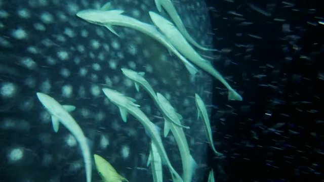 School of Remora fish on the head of a Whale Shark. Remora fish, Live sharksucker or Slender sharksucker - Echeneis naucrates and Whale Shark - Rhincodon typus, night diving, Indian Ocean, Maldives
