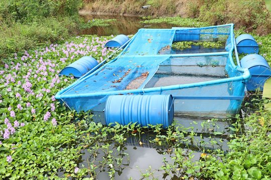 Fish cage with water hyacinth field