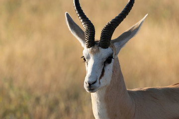 Springbock Etoscha Nationalpark