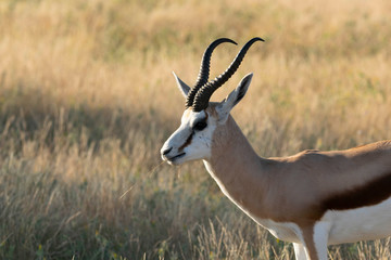Springbock Etoscha Nationalpark