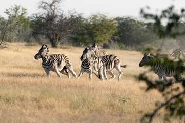 Zebras Etoscha Nationalpark