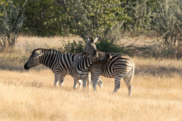 Obraz na płótnie Canvas Zebras Etoscha Nationalpark