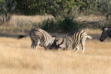 Zebras Etoscha Nationalpark