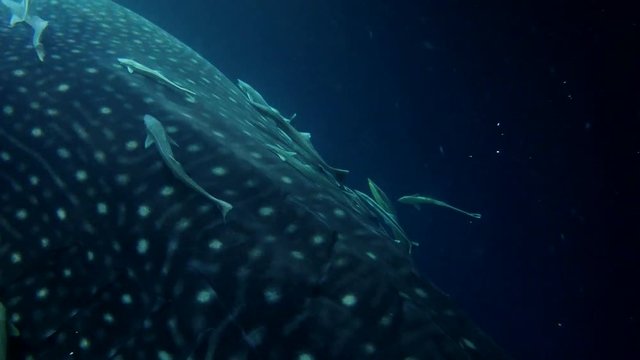 School of Remora fish on the head of a Whale Shark. Remora fish, Live sharksucker or Slender sharksucker - Echeneis naucrates and Whale Shark - Rhincodon typus, night diving, Indian Ocean, Maldives