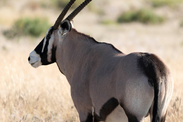 Oryx Antilppe