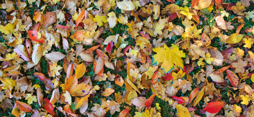 Fototapeta na wymiar Yellow autumn maple leaf isolated on a color background.