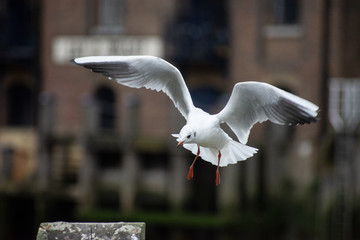 seagull in flight