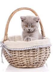 Fototapeta na wymiar Scottish straight kitten. Kitten in a basket, isolated on a whit