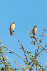 Vögel im Etoscha Nationalpark