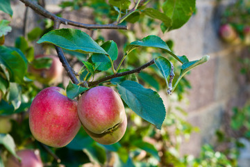 Detail red apples on the tree in the autumn