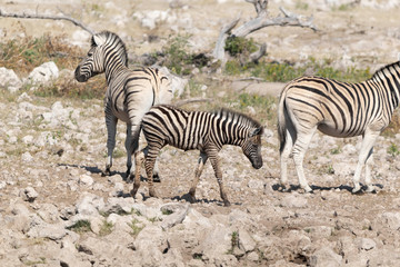 Obraz na płótnie Canvas Zebras Etoscha Nationalpark