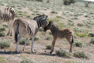 Fototapeta na wymiar Zebras Etoscha Nationalpark