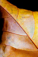 Abstract Close Up of Autumn Leaf on Black Background