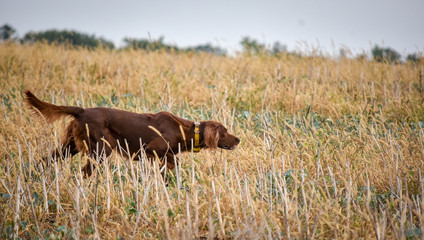 Red irish setter dog in field. Point a bird.