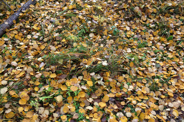 Picturesque fallen leaves lie on autumn ground
