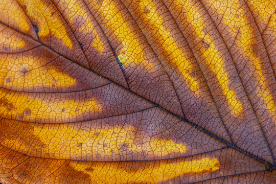 Abstract Close Up of Autumn Leaf on Black Background