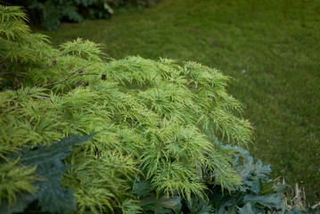 Acer palmatum