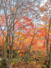 Fototapeta premium Colorful leaves in forest in Japan autumn
