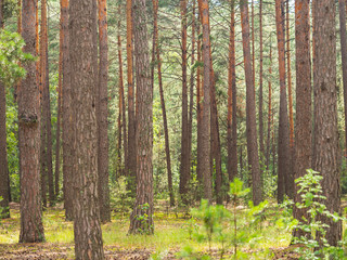 Naklejka premium Pine tree trunks in the forest, selective focus