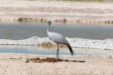 Vögel im Etoscha Nationalpark