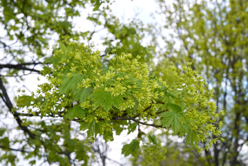 Fototapeta premium Acer platanoides