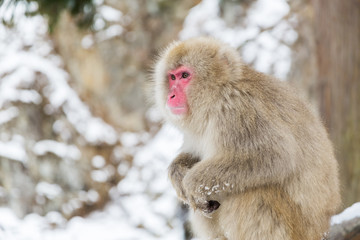 animals, nature and wildlife concept - japanese macaque or snow monkey at jigokudan park