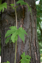 Acer saccharinum