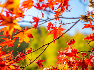 Colorful leaves in forest in Japan autumn