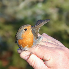 European robin