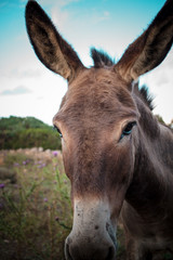 Fototapeta na wymiar Portrait of a funny looking Cute fluffy rural donkey in Sardinia, Italy 