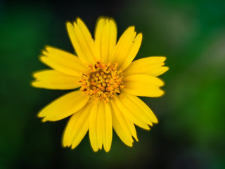 Yellow flowers