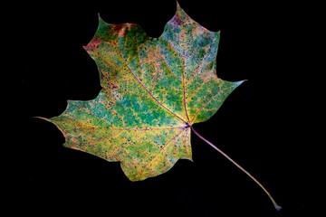 Sycamore Tree Leaf Decaying Autumn Red, Orange, Yellow, On Black Background