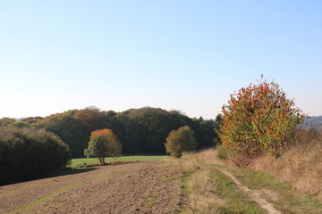 Schöner Herbsttag zwischen Wald und Wiese 