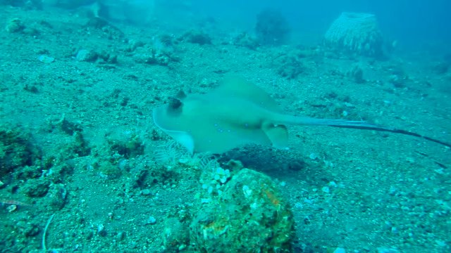 Kuhl's maskray or Bluespotted maskray (Neotrygon kuhlii, Neotrygon caeruleopunctata) swim over the sandy bottom - Bali, Indonesia