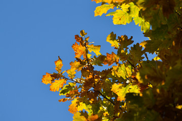 Oak branches with autumn colored leaves close-up. yellow, red, green autumn leaves against the blue sky.