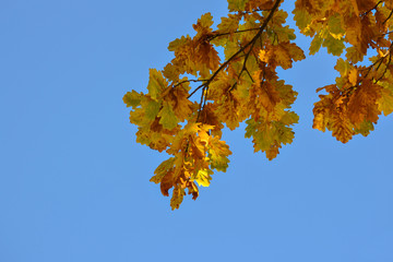 Oak branches with autumn colored leaves close-up. yellow, red, green autumn leaves against the blue sky.