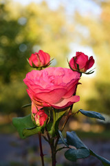 rose in rheinaue park in bonn