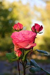 rose in rheinaue park in bonn
