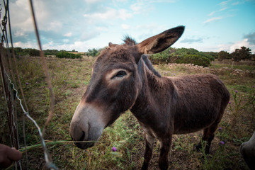 Portrait of a funny looking Cute fluffy rural donkey in Sardinia, Italy  