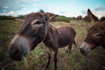 Obraz premium Portrait of a funny looking Cute fluffy rural donkey in Sardinia, Italy 