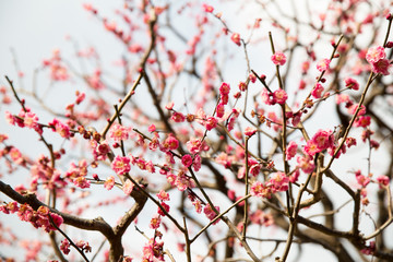 nature, botany, gardening and flora concept - close up of beautiful sakura tree blossoms