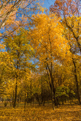 Autumn foliage in the park. October, Moscow
