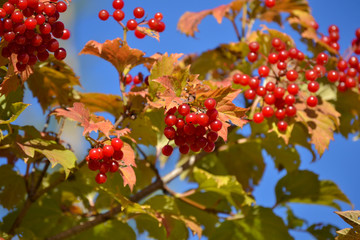 Beautiful bush of Red Viburnum medicinal plant with bunches of bright red berries and fresh green leaves in sunlight.